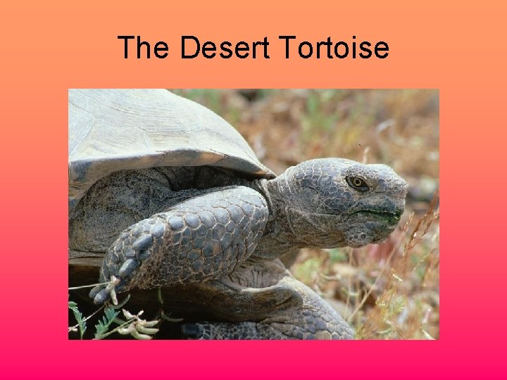 The Desert Tortoise 