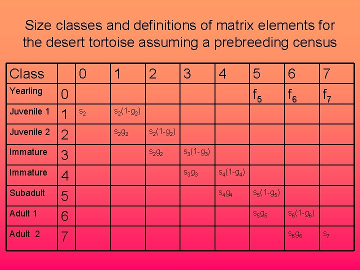 Size classes and definitions of matrix elements for the desert tortoise assuming a prebreeding