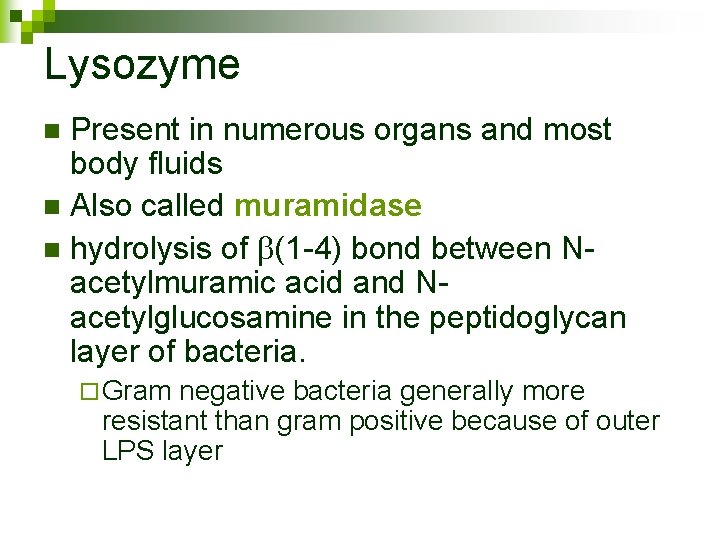 Lysozyme Present in numerous organs and most body fluids n Also called muramidase n