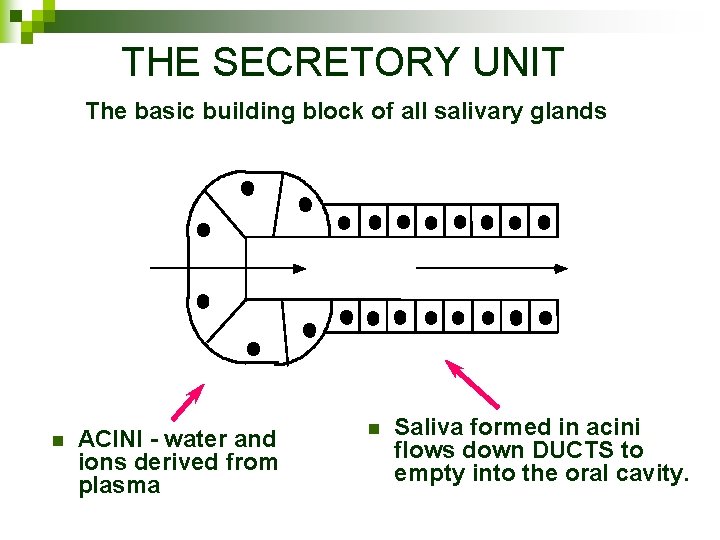 THE SECRETORY UNIT The basic building block of all salivary glands n ACINI -