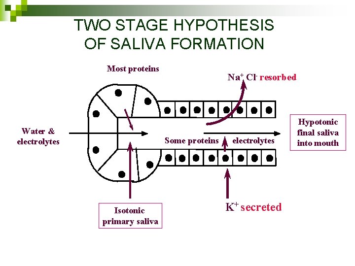 TWO STAGE HYPOTHESIS OF SALIVA FORMATION Most proteins Water & electrolytes Na+ Cl- resorbed