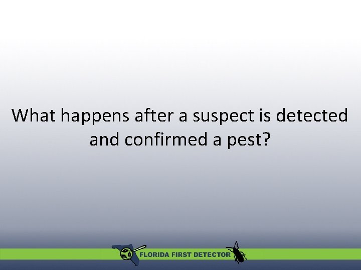 What happens after a suspect is detected and confirmed a pest? 
