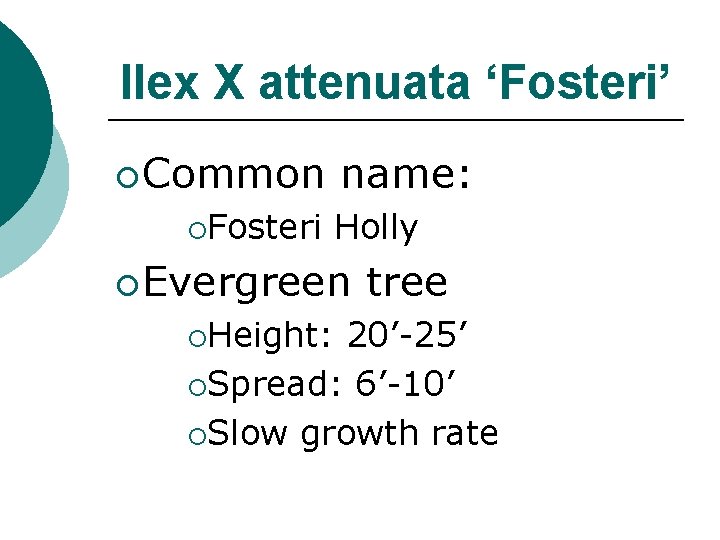 Ilex X attenuata ‘Fosteri’ ¡ Common ¡Fosteri name: Holly ¡ Evergreen ¡Height: tree 20’-25’