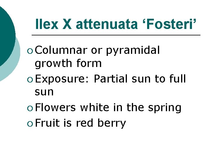 Ilex X attenuata ‘Fosteri’ ¡ Columnar or pyramidal growth form ¡ Exposure: Partial sun