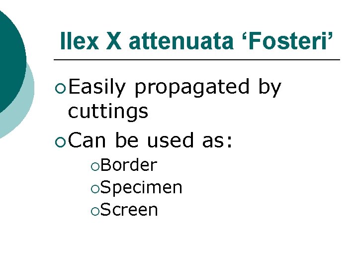 Ilex X attenuata ‘Fosteri’ ¡ Easily propagated by cuttings ¡ Can be used as: