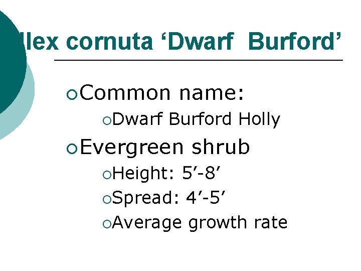 Ilex cornuta ‘Dwarf Burford’ ¡ Common ¡Dwarf name: Burford Holly ¡ Evergreen ¡Height: shrub