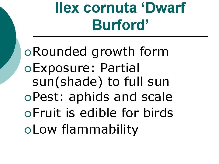 Ilex cornuta ‘Dwarf Burford’ ¡ Rounded growth form ¡ Exposure: Partial sun(shade) to full