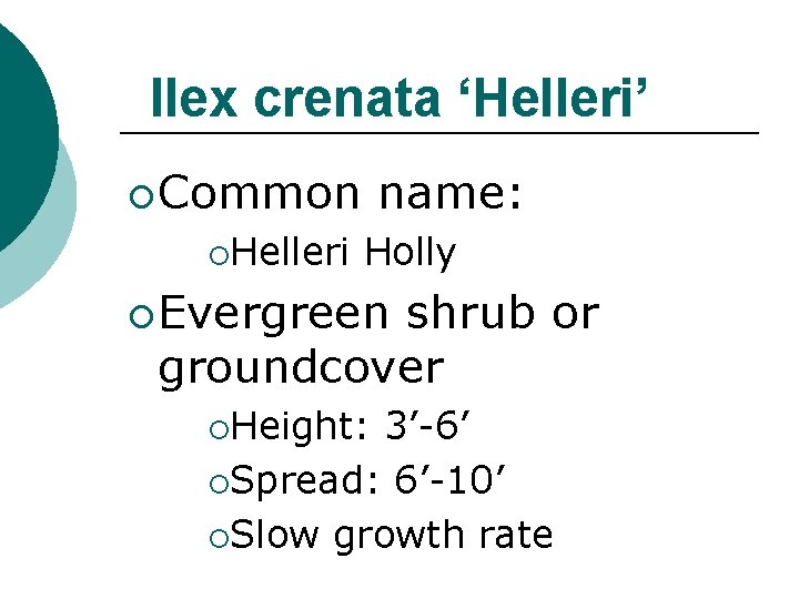Ilex crenata ‘Helleri’ ¡ Common ¡Helleri name: Holly ¡ Evergreen shrub or groundcover ¡Height: