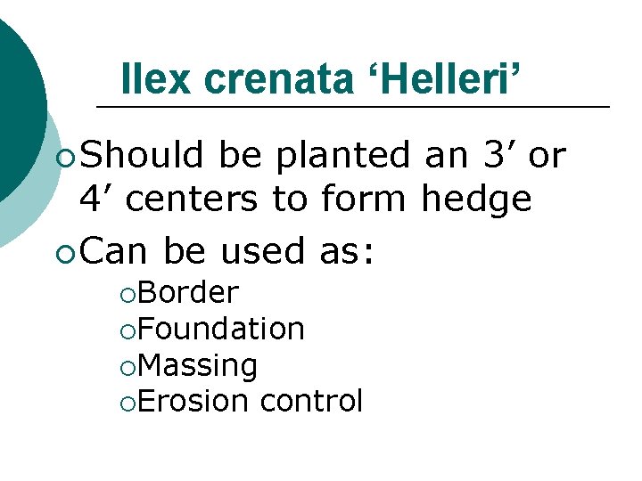 Ilex crenata ‘Helleri’ ¡ Should be planted an 3’ or 4’ centers to form