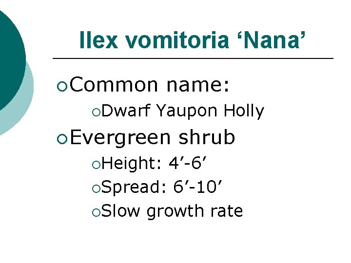 Ilex vomitoria ‘Nana’ ¡ Common ¡Dwarf name: Yaupon Holly ¡ Evergreen ¡Height: shrub 4’-6’
