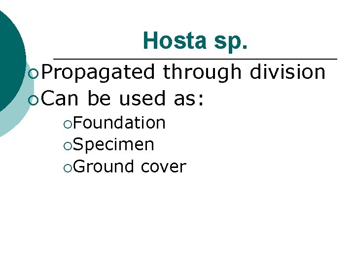 Hosta sp. ¡ Propagated through division ¡ Can be used as: ¡Foundation ¡Specimen ¡Ground