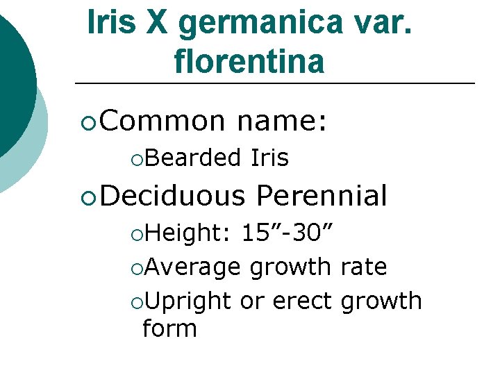 Iris X germanica var. florentina ¡ Common name: ¡Bearded ¡ Deciduous ¡Height: Iris Perennial