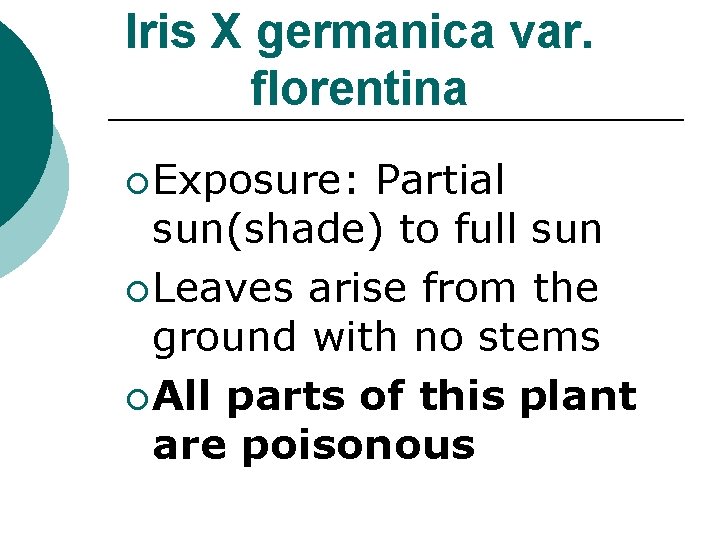 Iris X germanica var. florentina ¡ Exposure: Partial sun(shade) to full sun ¡ Leaves