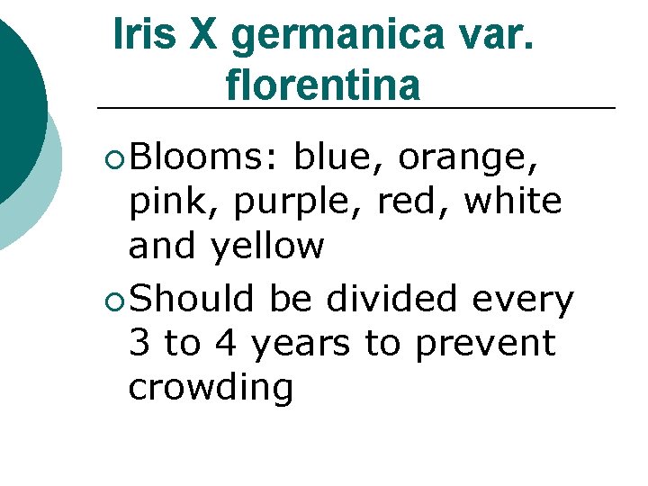 Iris X germanica var. florentina ¡ Blooms: blue, orange, pink, purple, red, white and