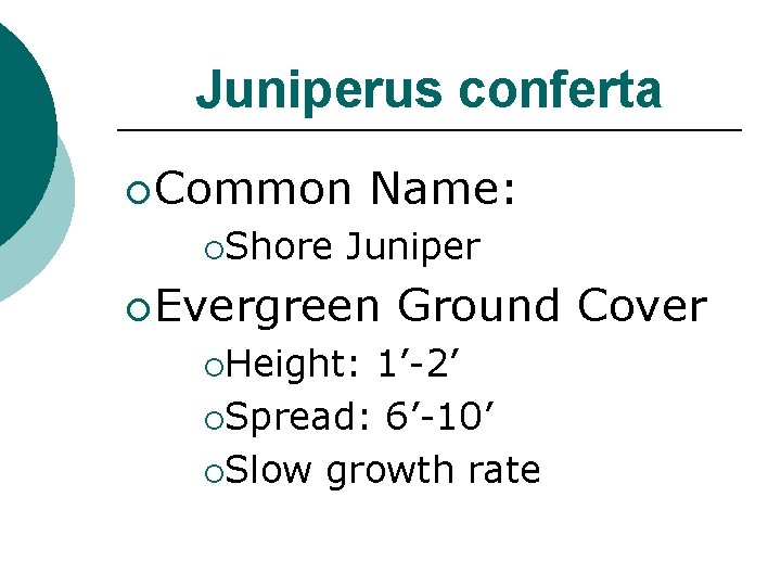 Juniperus conferta ¡ Common ¡Shore Name: Juniper ¡ Evergreen ¡Height: Ground Cover 1’-2’ ¡Spread: