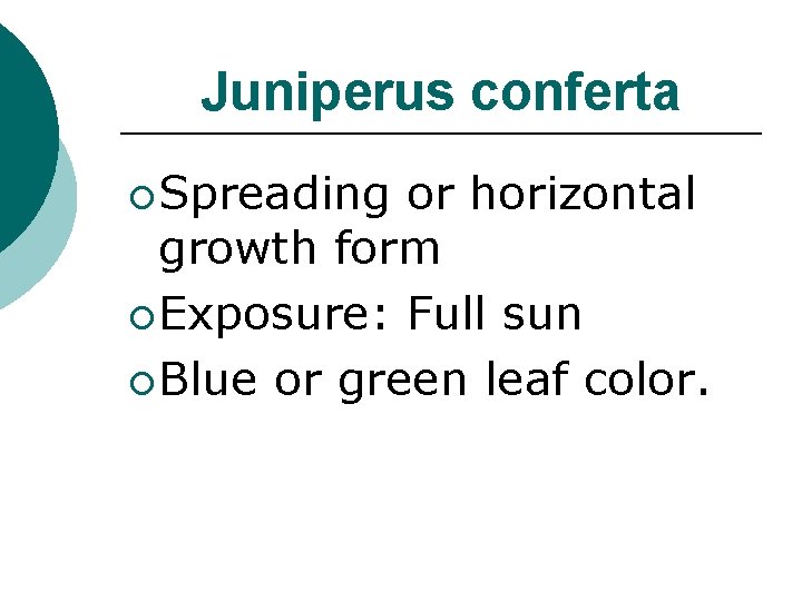Juniperus conferta ¡ Spreading or horizontal growth form ¡ Exposure: Full sun ¡ Blue