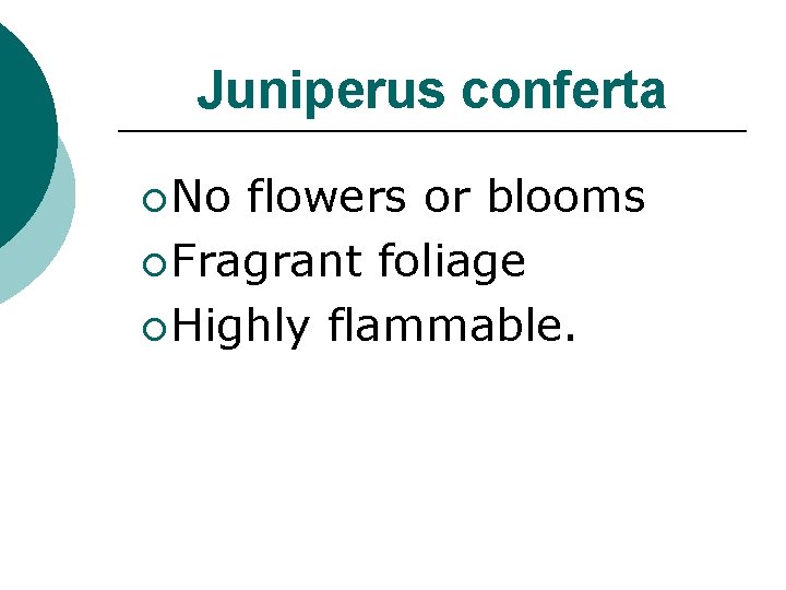 Juniperus conferta ¡ No flowers or blooms ¡ Fragrant foliage ¡ Highly flammable. 