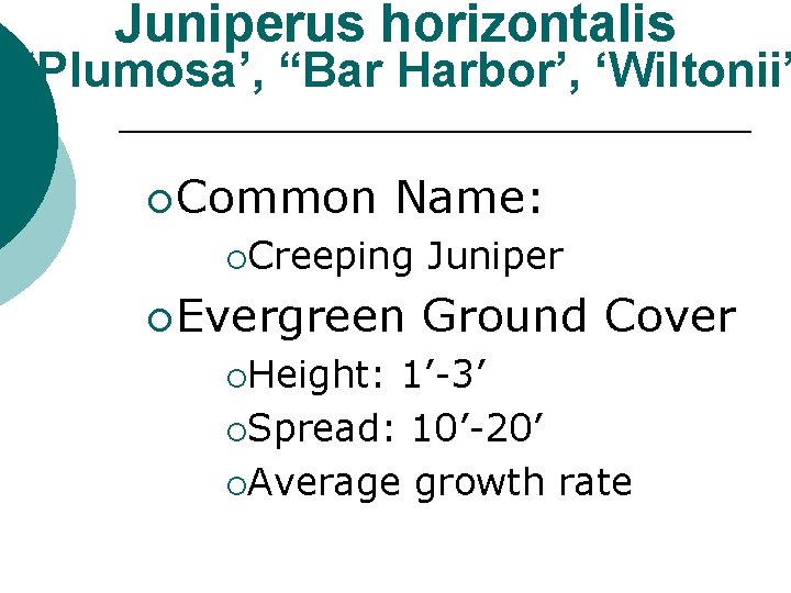 Juniperus horizontalis ‘Plumosa’, “Bar Harbor’, ‘Wiltonii’ ¡ Common Name: ¡Creeping ¡ Evergreen ¡Height: Juniper