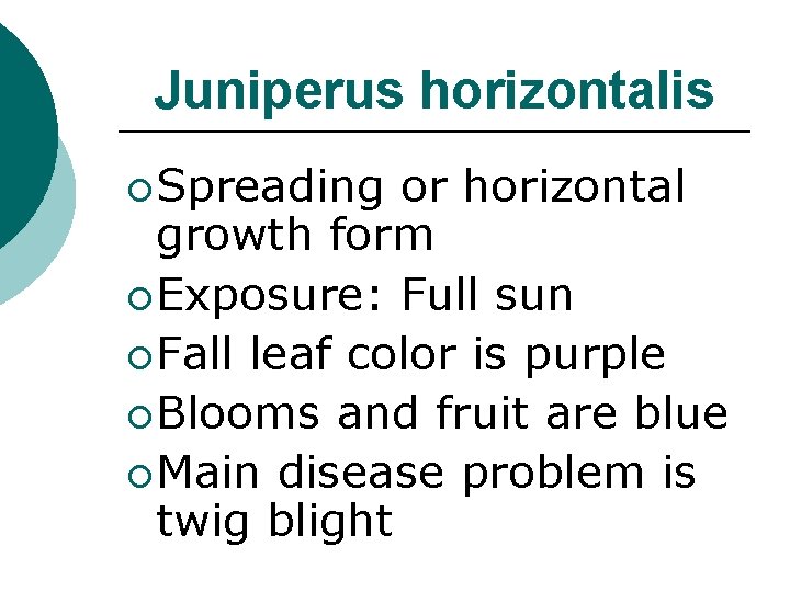 Juniperus horizontalis ¡ Spreading or horizontal growth form ¡ Exposure: Full sun ¡ Fall