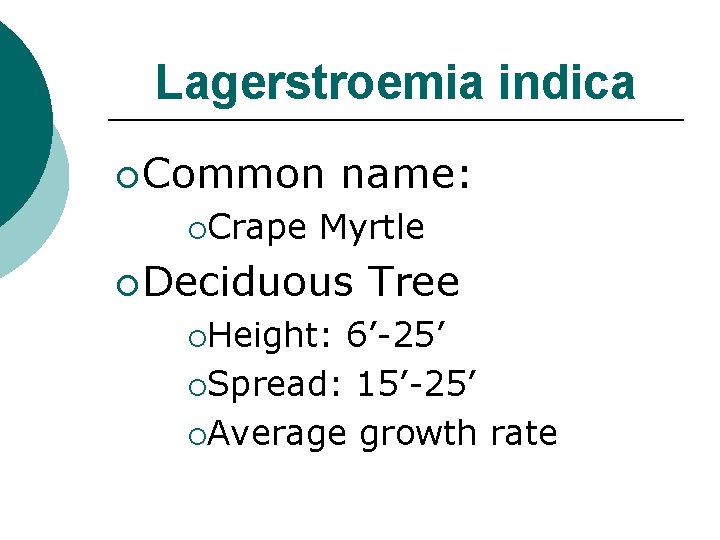 Lagerstroemia indica ¡ Common ¡Crape name: Myrtle ¡ Deciduous ¡Height: Tree 6’-25’ ¡Spread: 15’-25’