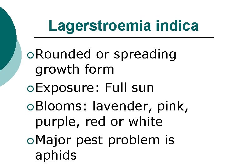 Lagerstroemia indica ¡ Rounded or spreading growth form ¡ Exposure: Full sun ¡ Blooms: