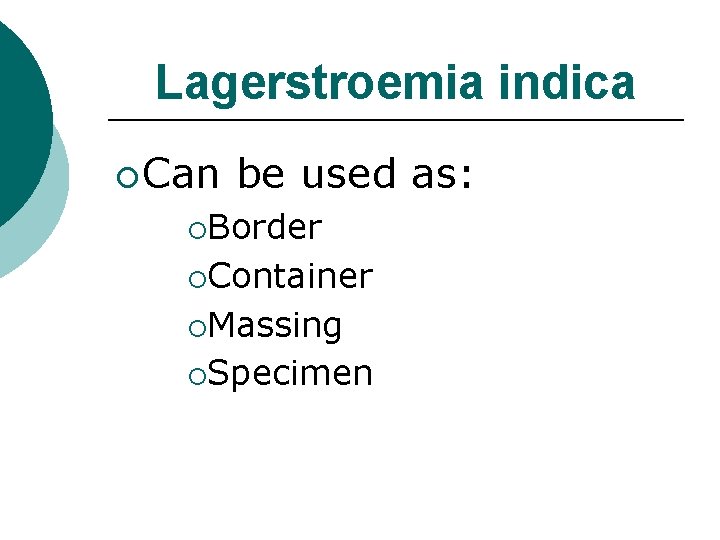 Lagerstroemia indica ¡ Can be used as: ¡Border ¡Container ¡Massing ¡Specimen 