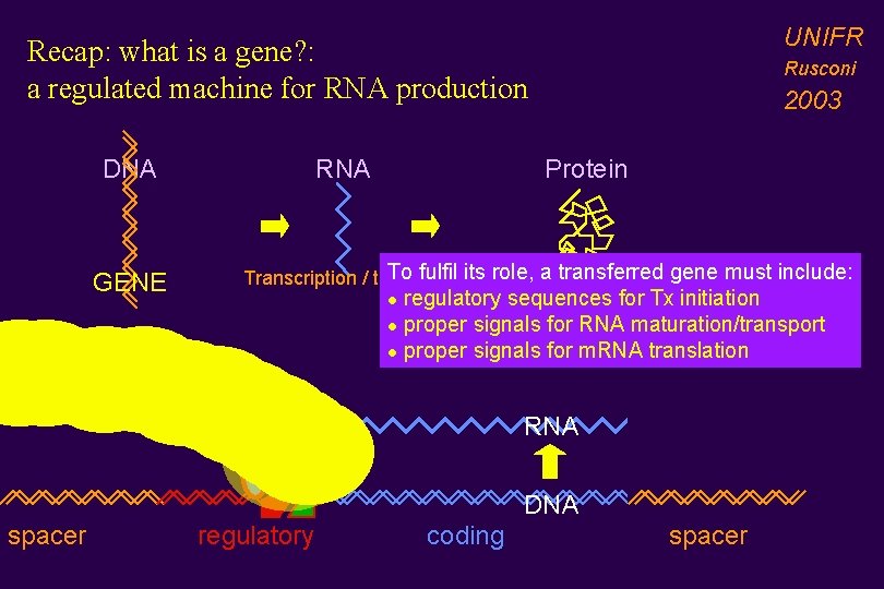 UNIFR Recap: what is a gene? : a regulated machine for RNA production DNA