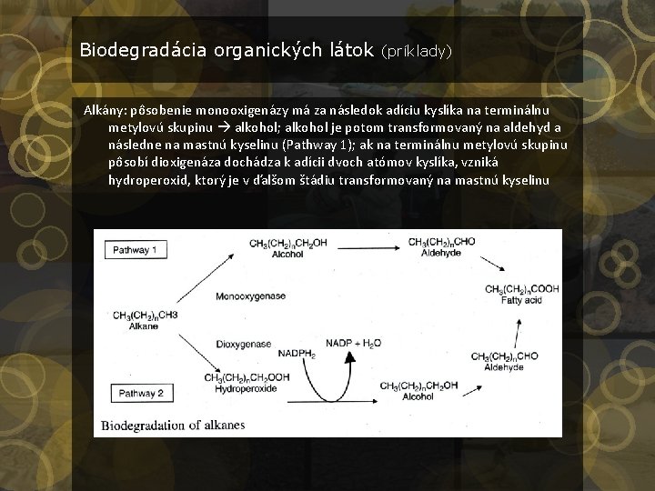 Biodegradácia organických látok (príklady) Alkány: pôsobenie monooxigenázy má za následok adíciu kyslíka na terminálnu