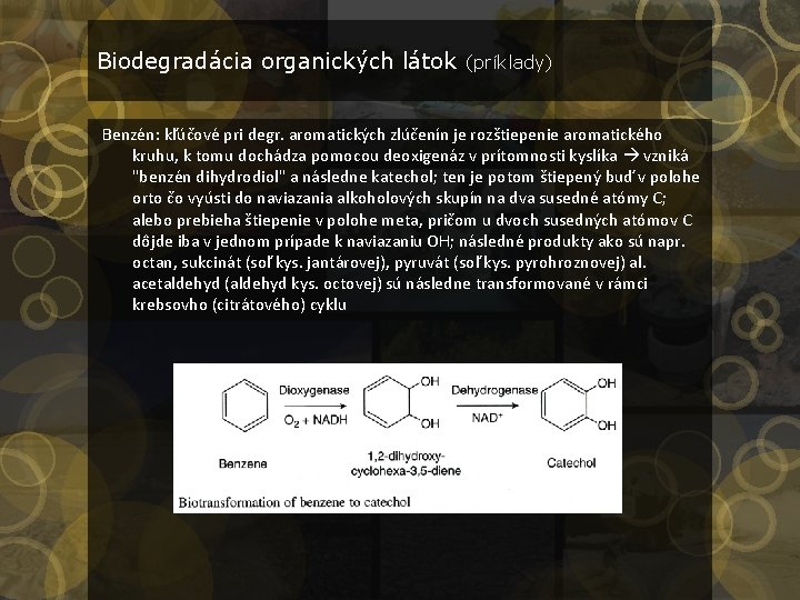 Biodegradácia organických látok (príklady) Benzén: kľúčové pri degr. aromatických zlúčenín je rozštiepenie aromatického kruhu,