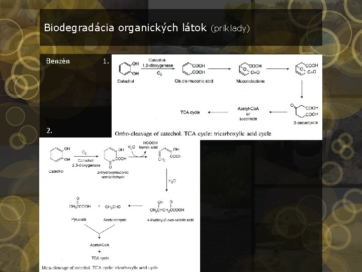 Biodegradácia organických látok (príklady) Benzén 1. 2. 
