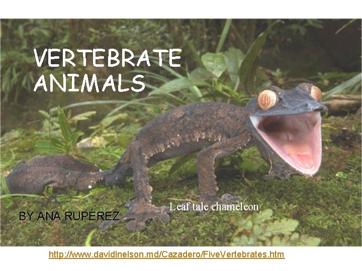 VERTEBRATE ANIMALS BY ANA RUPEREZ Leaf tale chameleon http: //www. davidlnelson. md/Cazadero/Five. Vertebrates. htm