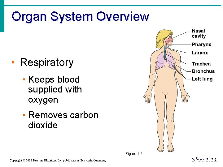 Organ System Overview • Respiratory • Keeps blood supplied with oxygen • Removes carbon