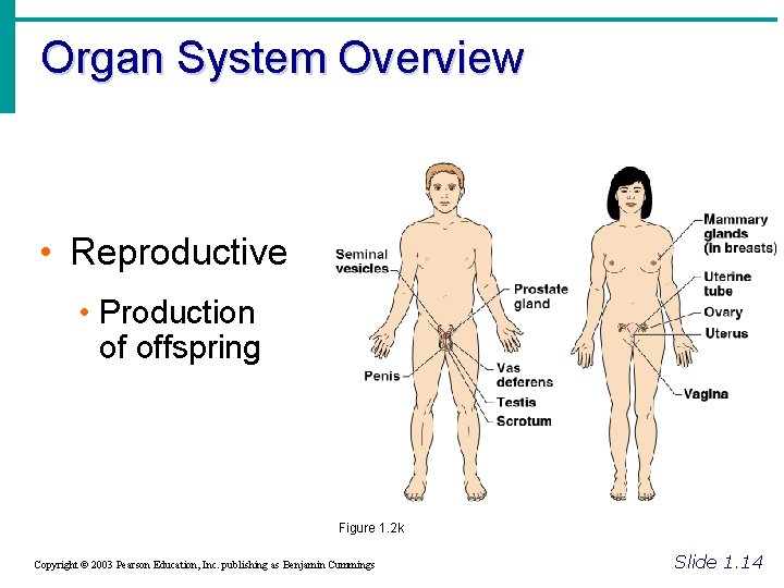 Organ System Overview • Reproductive • Production of offspring Figure 1. 2 k Copyright
