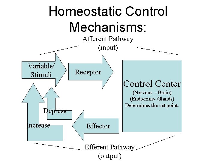 Homeostatic Control Mechanisms: Afferent Pathway (input) Variable/ Stimuli Receptor Control Center (Nervous – Brain)