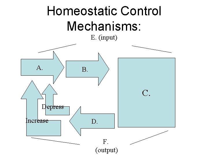 Homeostatic Control Mechanisms: E. (input) A. B. C. Depress Increase D. F. (output) 