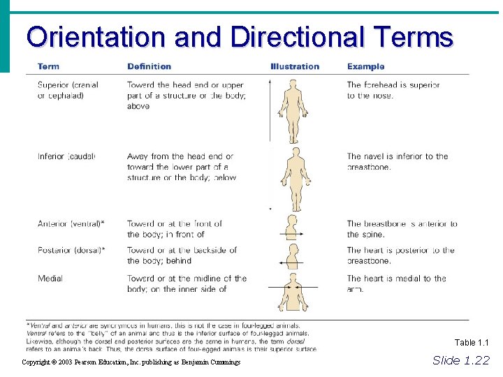 Orientation and Directional Terms Table 1. 1 Copyright © 2003 Pearson Education, Inc. publishing