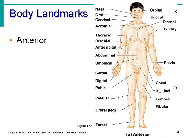 Body Landmarks • Anterior Figure 1. 5 a Copyright © 2003 Pearson Education, Inc.