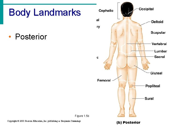 Body Landmarks • Posterior Figure 1. 5 b Copyright © 2003 Pearson Education, Inc.