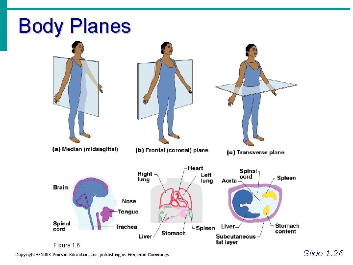 Body Planes Figure 1. 6 Copyright © 2003 Pearson Education, Inc. publishing as Benjamin