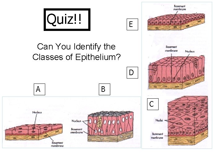 Quiz!! E Can You Identify the Classes of Epithelium? D A B C 