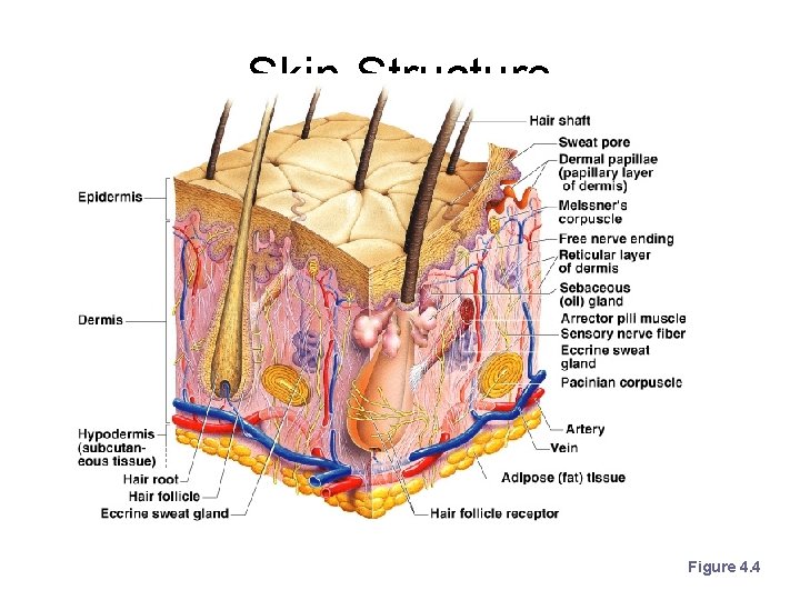 Skin Structure Figure 4. 4 