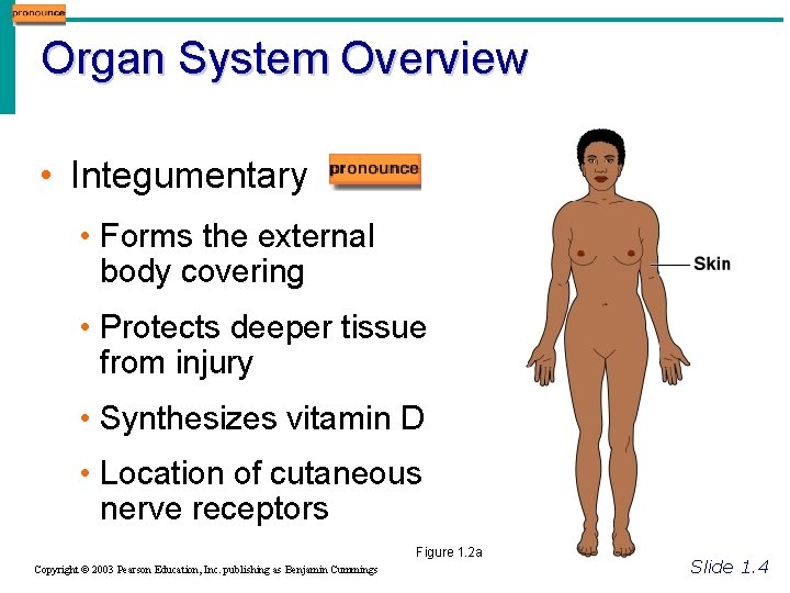 Organ System Overview • Integumentary • Forms the external body covering • Protects deeper