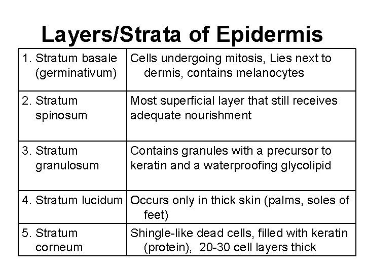 Layers/Strata of Epidermis 1. Stratum basale (germinativum) Cells undergoing mitosis, Lies next to dermis,