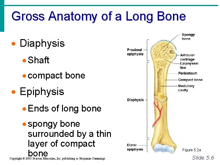 Gross Anatomy of a Long Bone Diaphysis Shaft compact bone Epiphysis Ends of long