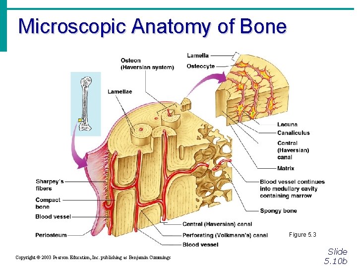 Microscopic Anatomy of Bone Figure 5. 3 Copyright © 2003 Pearson Education, Inc. publishing
