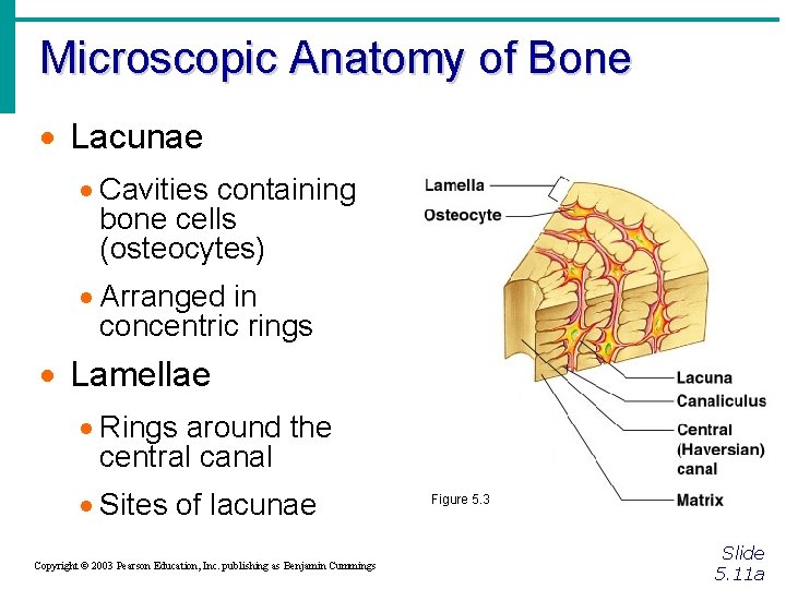 Microscopic Anatomy of Bone Lacunae Cavities containing bone cells (osteocytes) Arranged in concentric rings