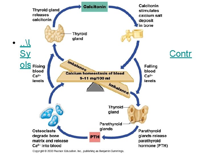  • . . U 9 Endocrine SystemCh 09_JPGs�909_Hormonal. Contr ols_1. JPG 