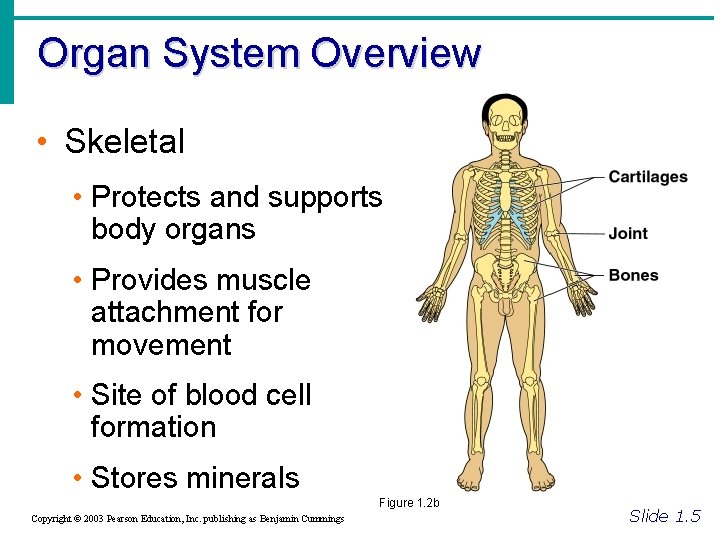 Organ System Overview • Skeletal • Protects and supports body organs • Provides muscle