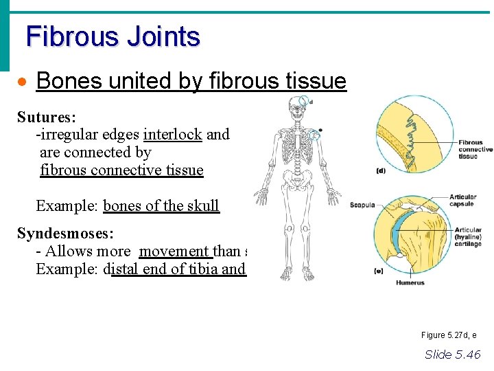 Fibrous Joints Bones united by fibrous tissue Sutures: -irregular edges interlock and are connected