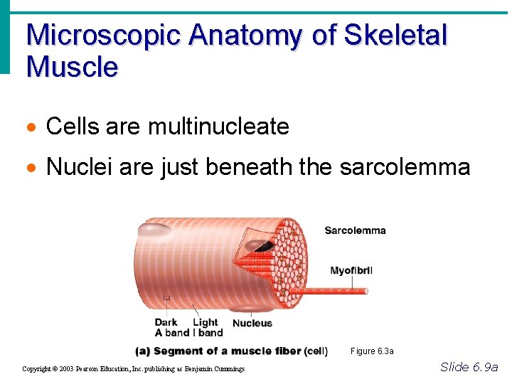 Microscopic Anatomy of Skeletal Muscle Cells are multinucleate Nuclei are just beneath the sarcolemma